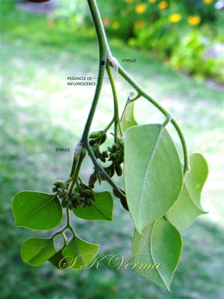  Twig with leaves and inflorescences
